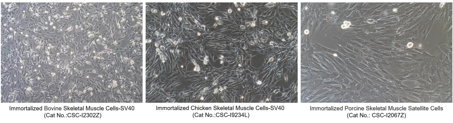 Morphology of Immortalized Animal Skeletal Muscle Cells from Creative Bioarray