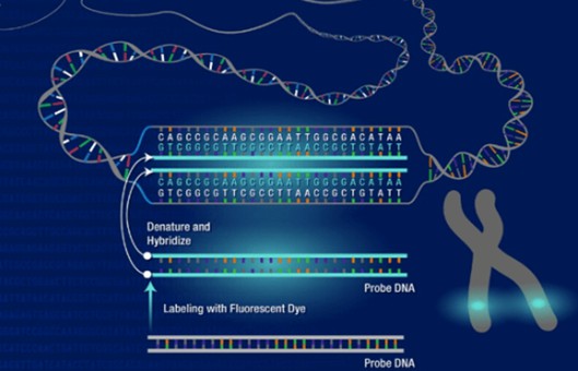 Fluorescent In Situ Hybridization (FISH) Service