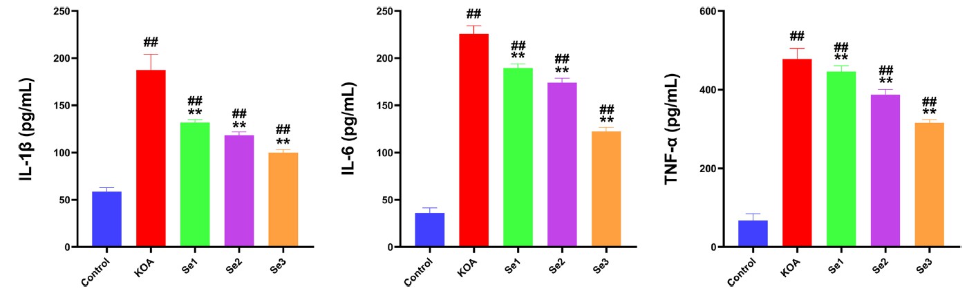 Effect of non-weight-bearing exercise on inflammatory factors in the knee joint of papain-induced rats with KOA. Detection of the expression of inflammatory factors IL-1β, IL-6, and TNF-α in the serum of rats with KOA using ELISA.