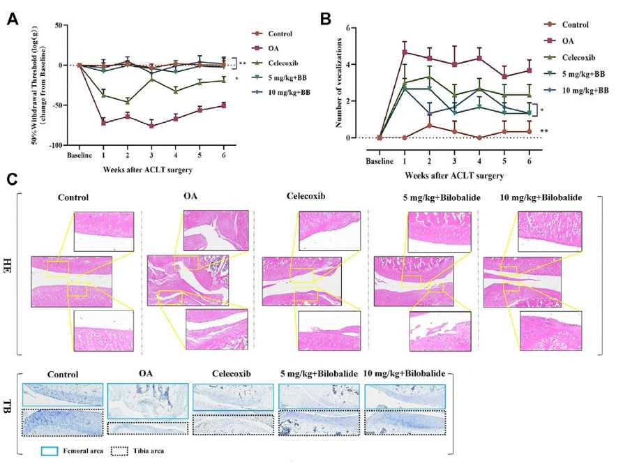 Bilobalide attenuates ACLT-induced PTOA in rats via AMPK/SIRT1/mTOR pathway. (A) Mechanical sensitivity. (B) Vocalizations evoked by extension of the knee. (C) Representative images of the knee joint stained with hematoxylin-eosin (HE) and toluidine blue (TB) after 6 weeks of treatment.