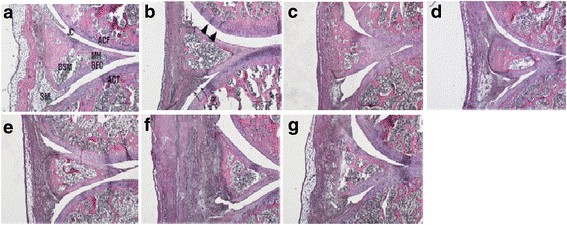 Histopathology of knee joint after ChondroT treatment in arthritis rats