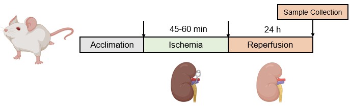 Schematic diagram for establishing the RIRI model.