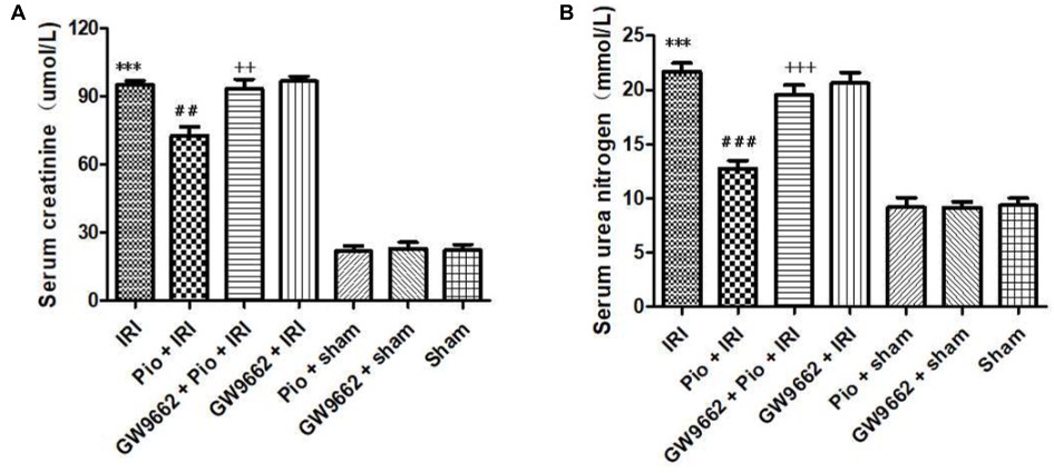 Effects of Pioglitazone on renal IRI: serum creatinine and urea nitrogen levels.