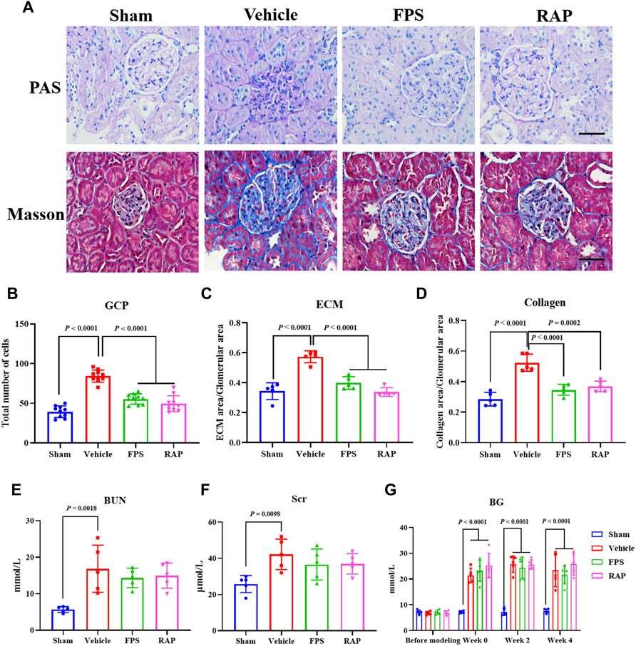 Effects of FPS and RAP on GS and renal function in diabetic nephropathy model.