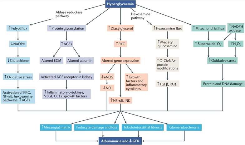 Schematic diagram illustrating the effect of hyperglycemia on kidney function.