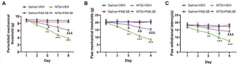 Graphical representation demonstrating the positive effects of PACAP6-38 treatment on improving mechanical (A-B) and thermal (C) thresholds after CM.