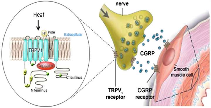 Illustration depicting the mechanism by which capsaicin triggers the release of CGRP through the stimulation of the TRPV1 receptor