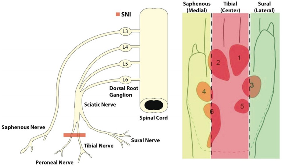 Illustrated guide detailing the steps involved in creating the Spared Nerve Injury (SNI) model.