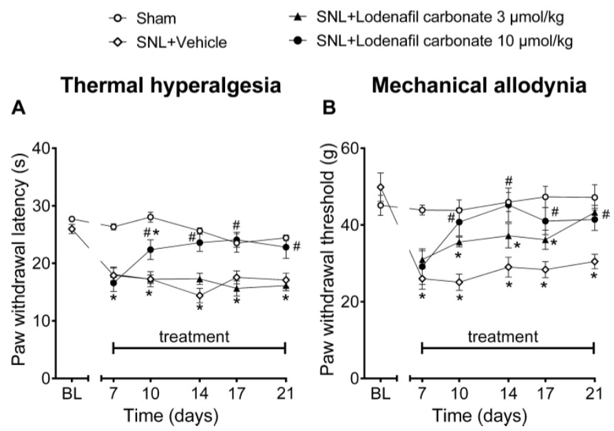 Graphical depiction comparing thermal latency responses and mechanical sensitivity thresholds in the affected hind paw of rats subjected to the Spared Nerve Injury (SNL) model, both prior to and subsequent to the administration of either a placebo or lodenafil carbonate at varying dosages.