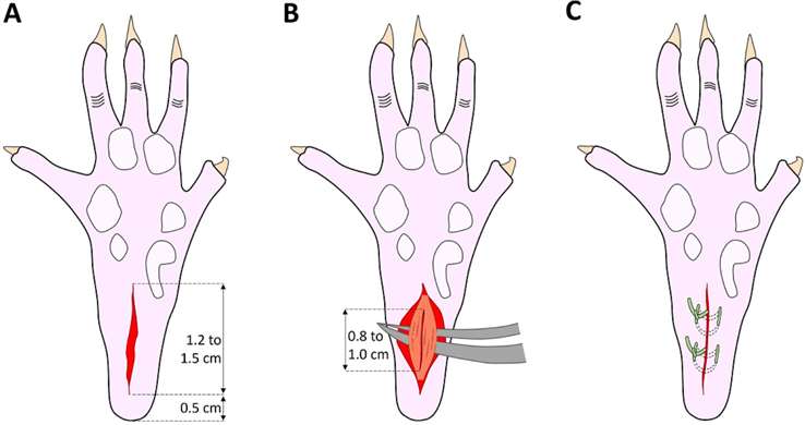 Schematic representation of the plantar incision surgery of paw.