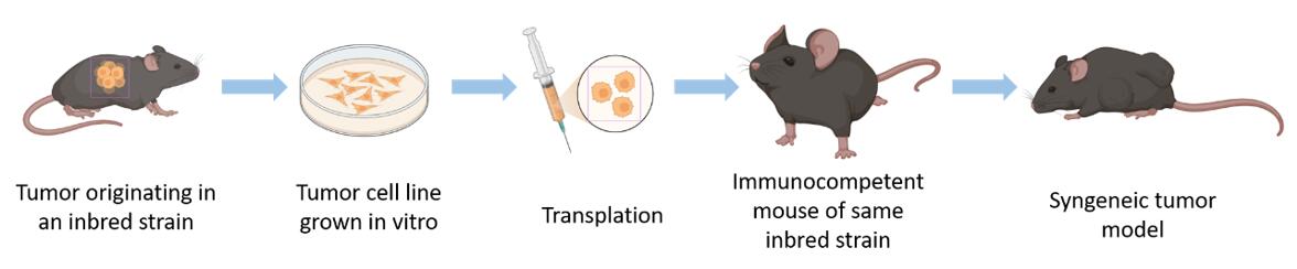 Flowchart illustrating the construction process of syngeneic mouse models for cancer research.