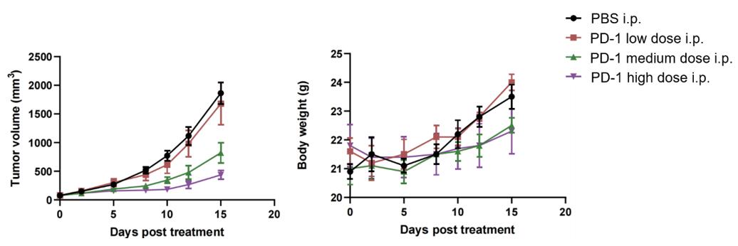 The impact of PD-1 therapy on tumor volume and body weight in mice with colon cancer (CT-26), indicating therapeutic effects and safety profile.