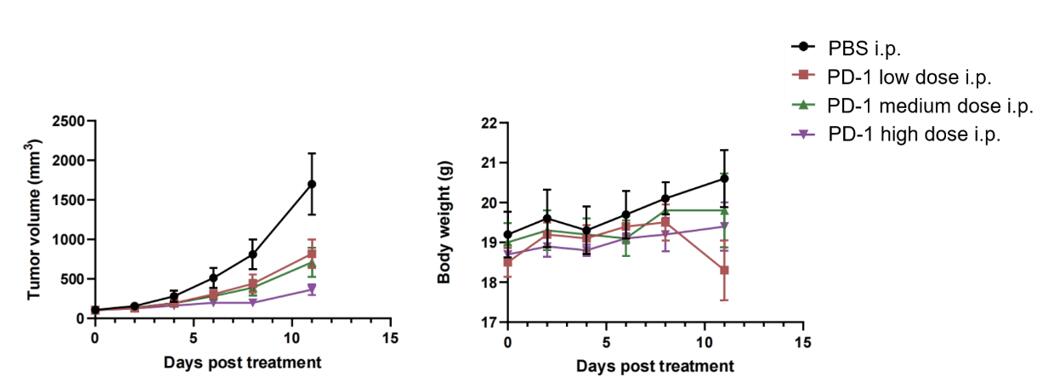 The impact of PD-1 therapy on tumor volume and body weight in mice with colon cancer (MC-38), indicating therapeutic effects and safety profile.