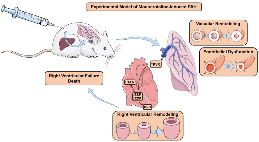 This figure depicts an experimental model of monocrotaline-induced pulmonary arterial hypertension (PAH) in rats.