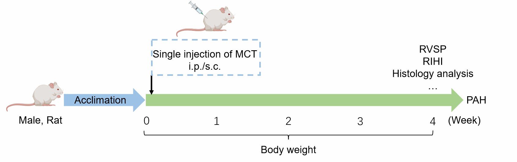 Schematic illustration of the Monocrotaline (MCT)-induced Pulmonary Arterial Hypertension (PAH) model.