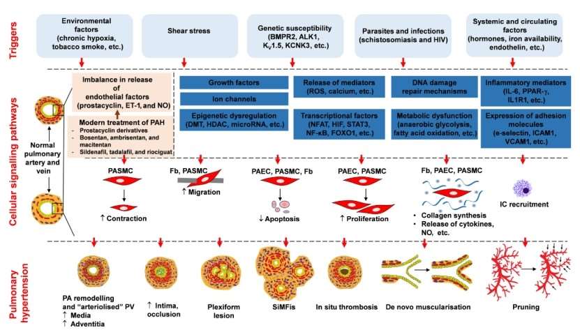 Schematic diagram illustrating the pathological mechanisms that contribute to the development of pulmonary arterial hypertension (PAH).