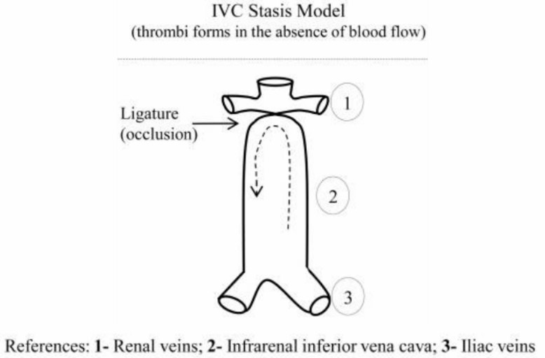 Schematic diagram illustrating the ligation model of Inferior Vena Cava (IVC), depicting the ligation procedure and its impact on venous flow.