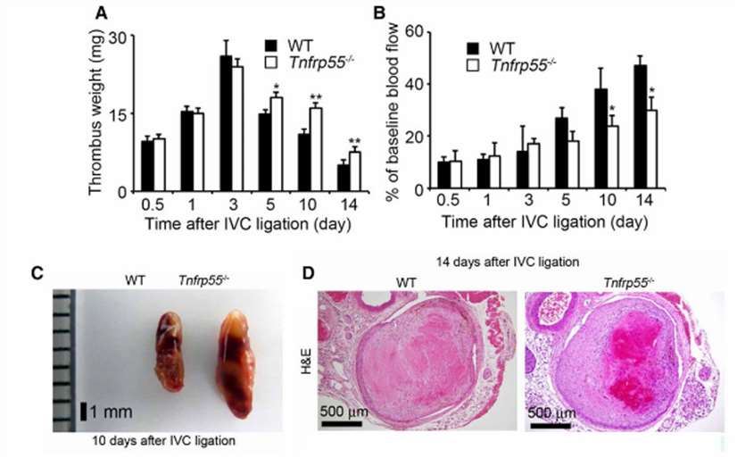 IVC ligation study comparing thrombus formation in WT & Tnfrp55-/- mice. A) Thrombus weights over time. B) IVC blood flow by laser Doppler. C) Macro thrombus appearance at 10d. D) H&E staining of thrombi at 14d.