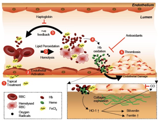 Schematic representation of FeCl3-triggered hemolysis and Hb oxidation cycle, leading to red blood cell damage, vascular injury, and thrombus formation.