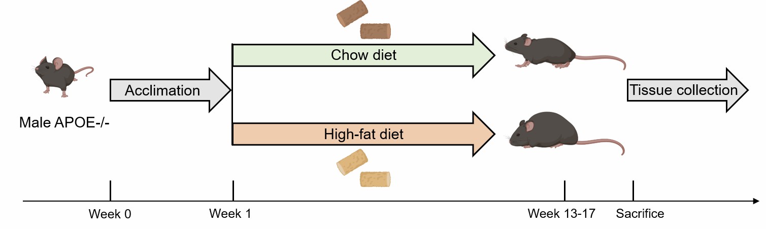 Schematic illustration depicting the methodology for inducing atherosclerosis in Apoe-/- mice, highlighting the key steps involved in the model creation process.