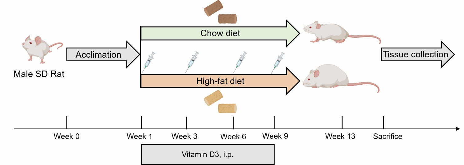 Schematic illustration depicting the methodology for inducing atherosclerosis in rats, highlighting the key steps involved in the model creation process.