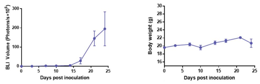 Bioluminescence imaging (BLI) volume and body weight monitoring in the U87MG-Luc2 brain orthotopic tumor model, illustrating tumor progression and health status.