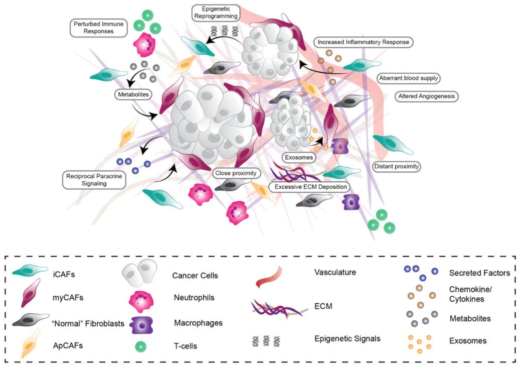 Complex pancreatic tumor microenvironment featuring diverse cancer cells, active CAFs, ECM changes, abnormal blood vessels, and compromised immune response.