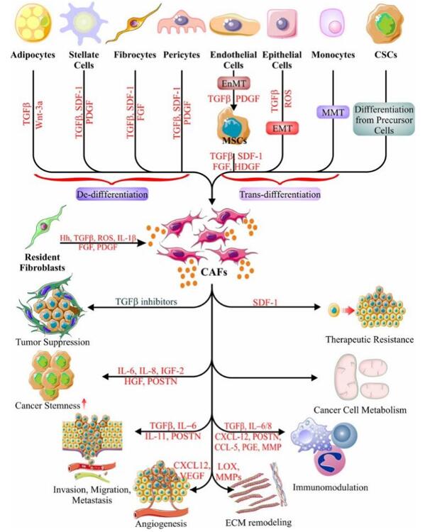 Illustration depicting the origins and roles of CAFs in tumor progression, including their influence on the immune system and ECM remodeling.