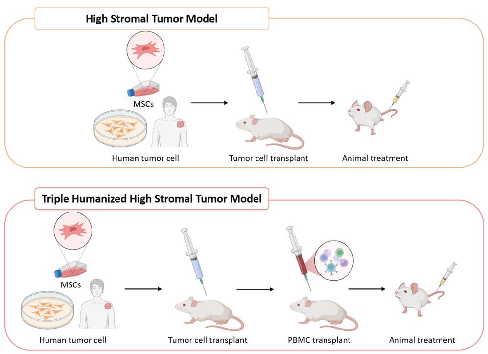 Innovative method for creating high-stromal tumor models by Creative Bioarray, enhancing realism in cancer research through MSC co-transplantation.