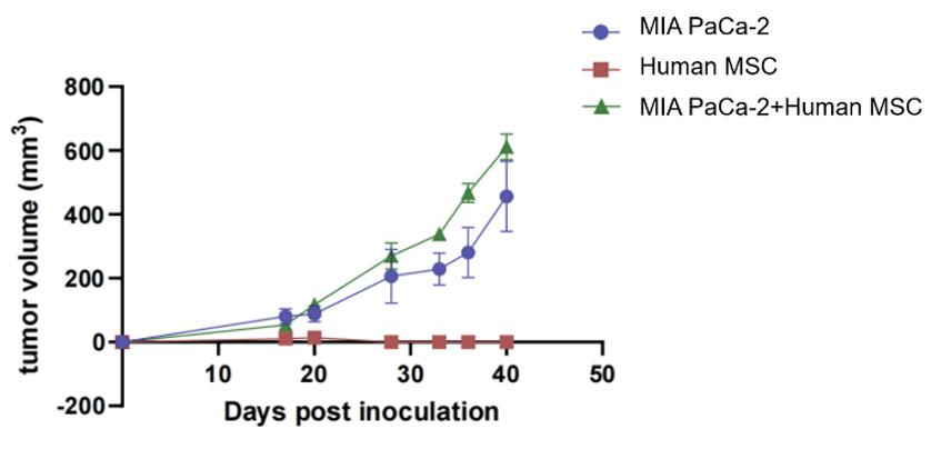 Comparison of tumor volumes in high-stromal models showing significant growth and stability in MIA PaCa-2 and MSC co-inoculation versus no tumor formation in MSC-only group.