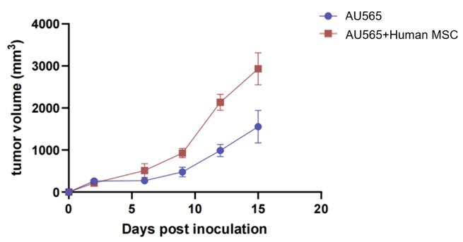 AU565 high-stromal tumor model demonstrating increased growth and stability with AU565 and MSC co-inoculation compared to tumor cells alone.