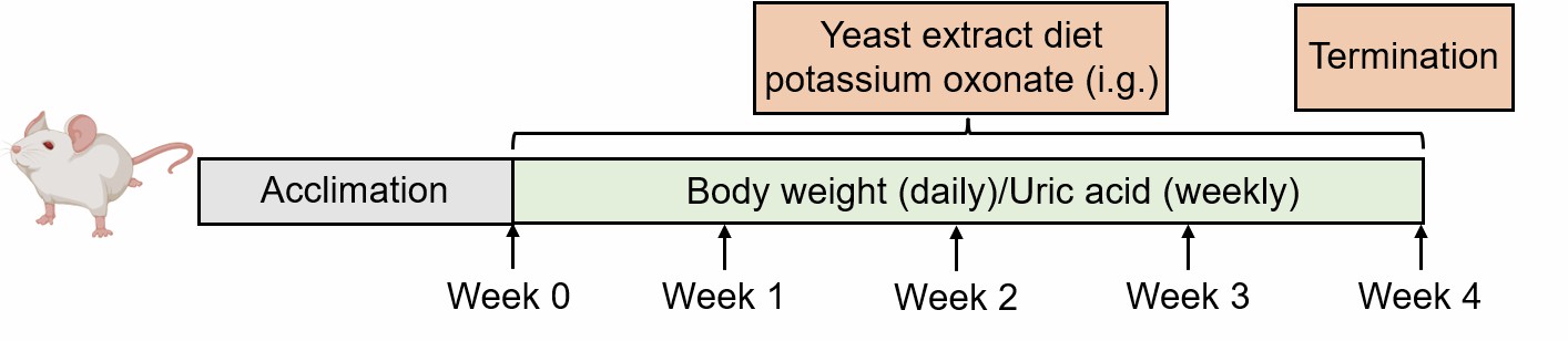 Method for inducing hyperuricemia model via yeast extract and potassium oxonate.