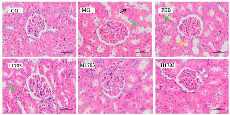 Renal tissue pathology across six groups post YEP-potassium oxonate-induced hyperuricemia.