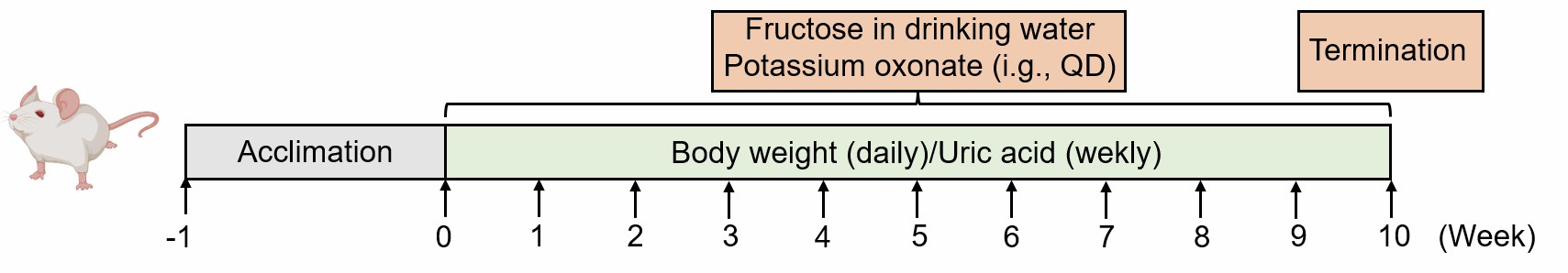 Method for fructose and potassium oxonate-induced hyperuricemia.