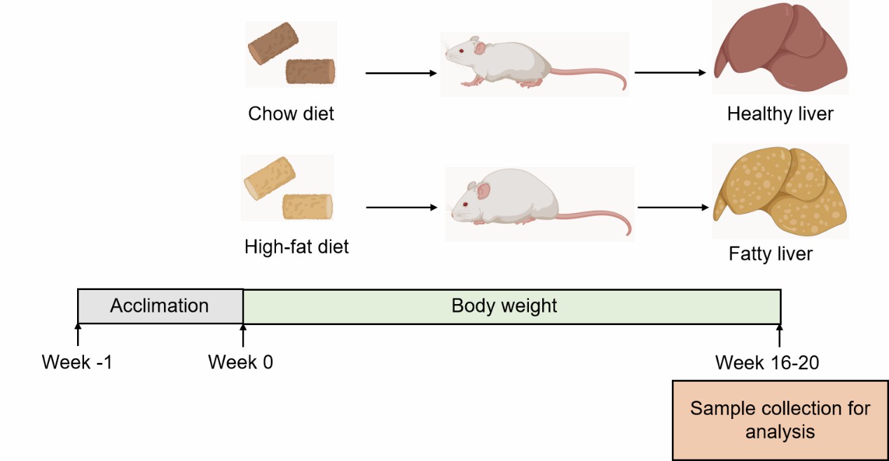 Creative Bioarray’s modeling method of high-fat diet-induced NAFLD.