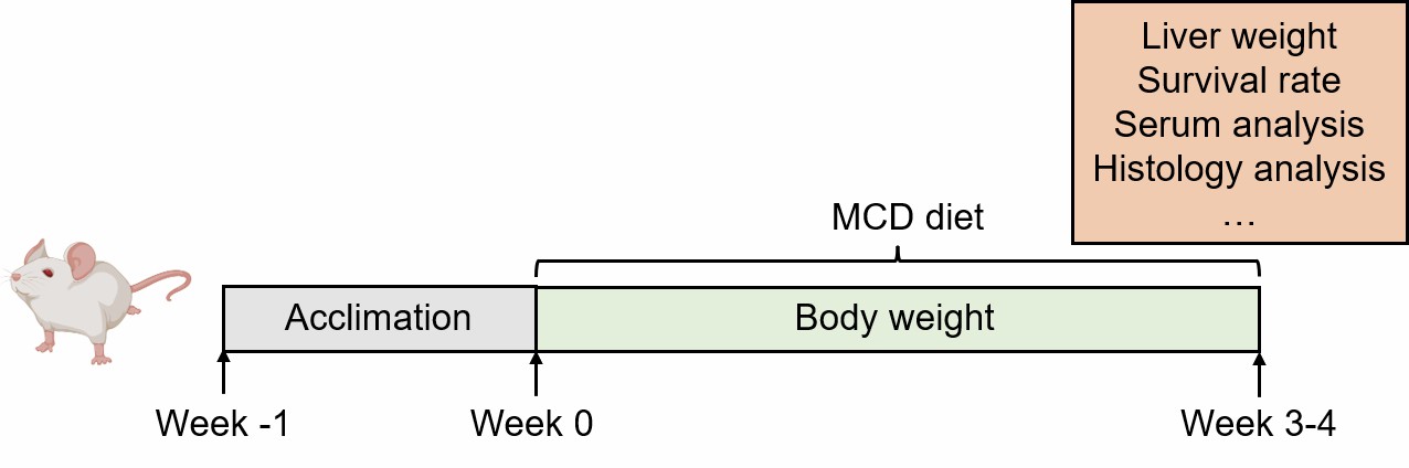 Modeling method of MCD diet-induced NAFLD.