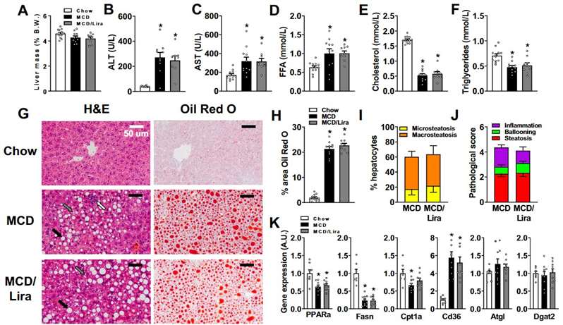 Liraglutide infusion effects on MCD diet-fed mice liver lipid accumulation.