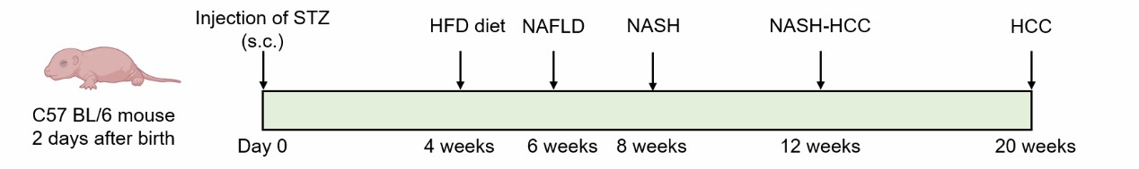 Method for inducing NAFLD model via streptozotocin (STZ) and high-fat diet.