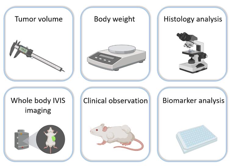 Complex pancreatic tumor microenvironment featuring diverse cancer cells, active CAFs, ECM changes, abnormal blood vessels, and compromised immune response.