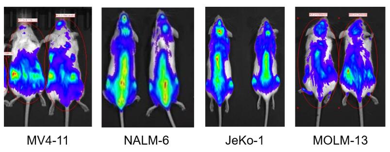 Tail vein injection metastatic cancer models of Creative Bioarray.