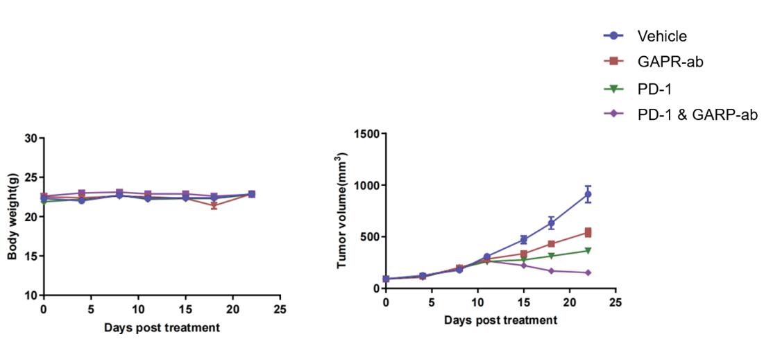 Impact of immune checkpoint inhibitors on body weight and tumor volume in JeKo-1 tumor-bearing hPBMC-T reconstitution mice, showcasing immunotherapy responses.