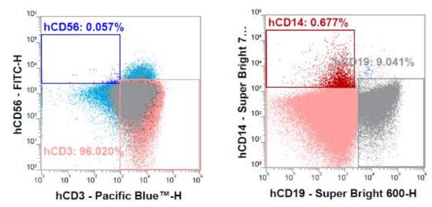 B cell reconstitution