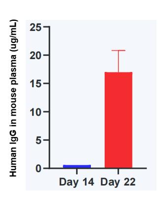 Human IgG levels were measured in mouse plasma following the injection of PBMCs to assess immune response.