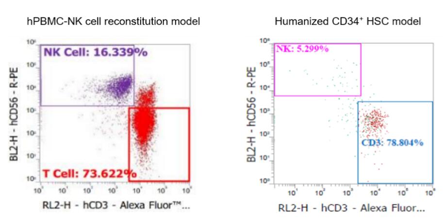 Flow cytometry analysis showing higher NK cell reconstitution in the hPBMC-NK model compared to the Humanized CD34+ HSC model.