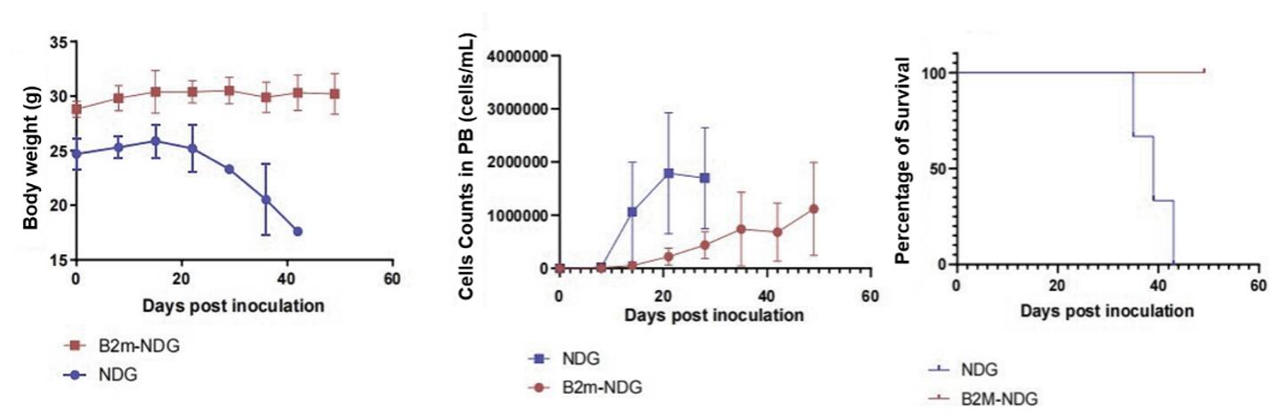 Comparison of weight, hCD45+ cells, and survival in NDG vs. B2M NDG mice.