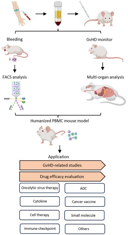 Workflow for establishing humanized PBMC mouse models.