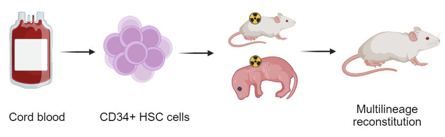 Illustration of Humanized CD34+ HSC Model showing human immune system integration in mice for drug efficacy studies.