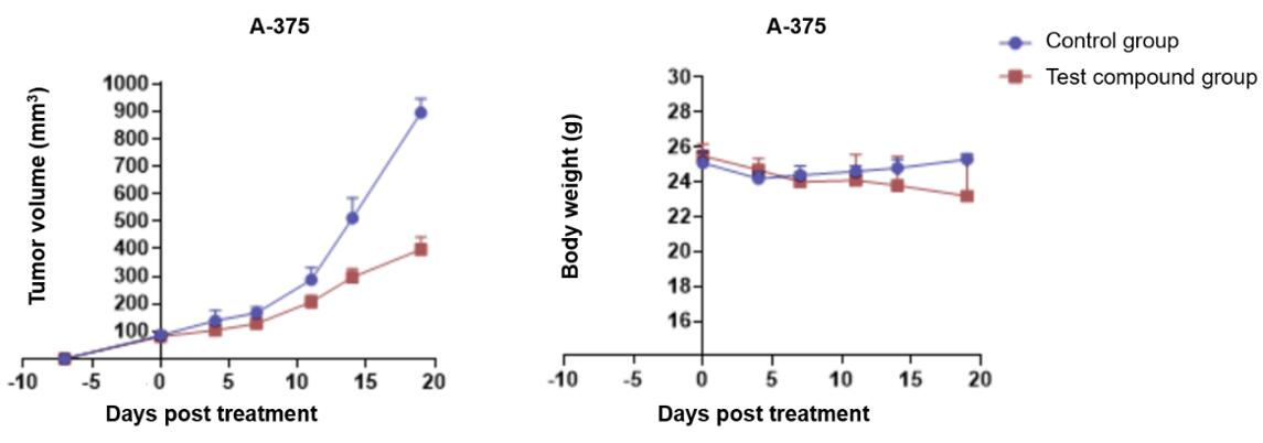 Graph showing the effects of the test compound on tumor size and body weight in humanized CD34+ HSC mice with A-375 cell implants.