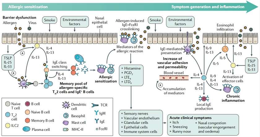 Illustration depicting the pathophysiology of allergic rhinitis.