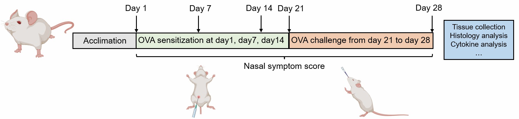 Schematic illustrating the OVA-induced allergic rhinitis model